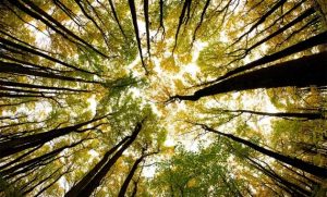Lire la suite à propos de l’article Pourquoi le développement durable ?