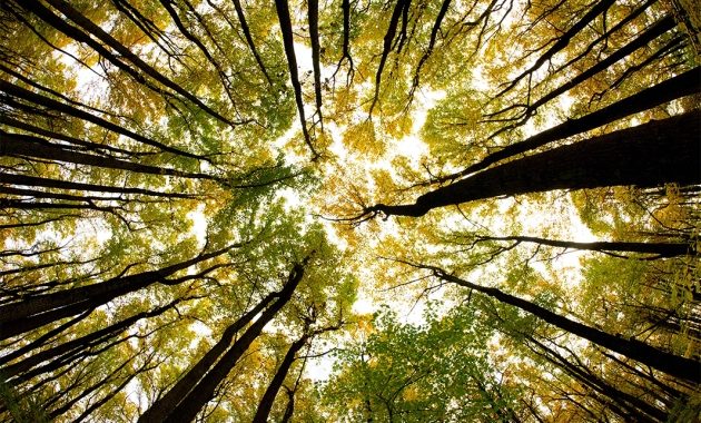 Pourquoi le développement durable ?